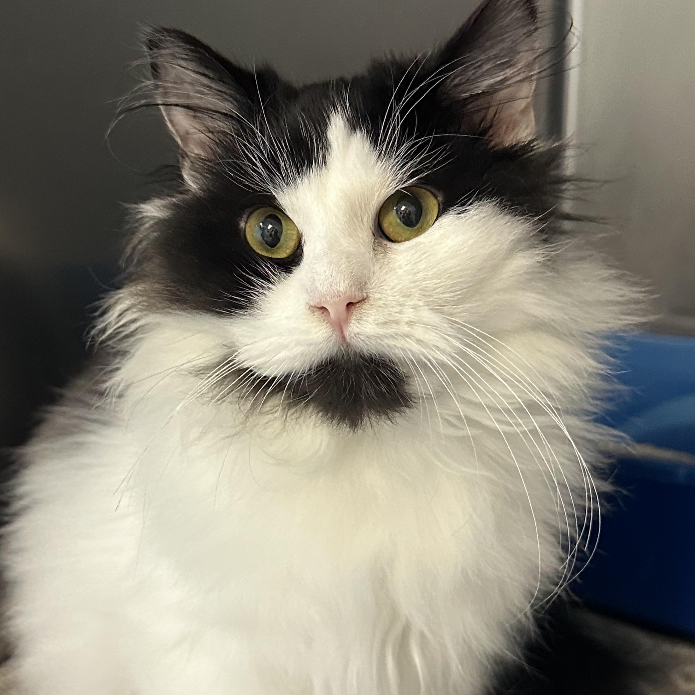 Oreo & Georgia Bonded Siblings, a Adoptable Domestic Long Hair in Clifton, NJ image 4/6