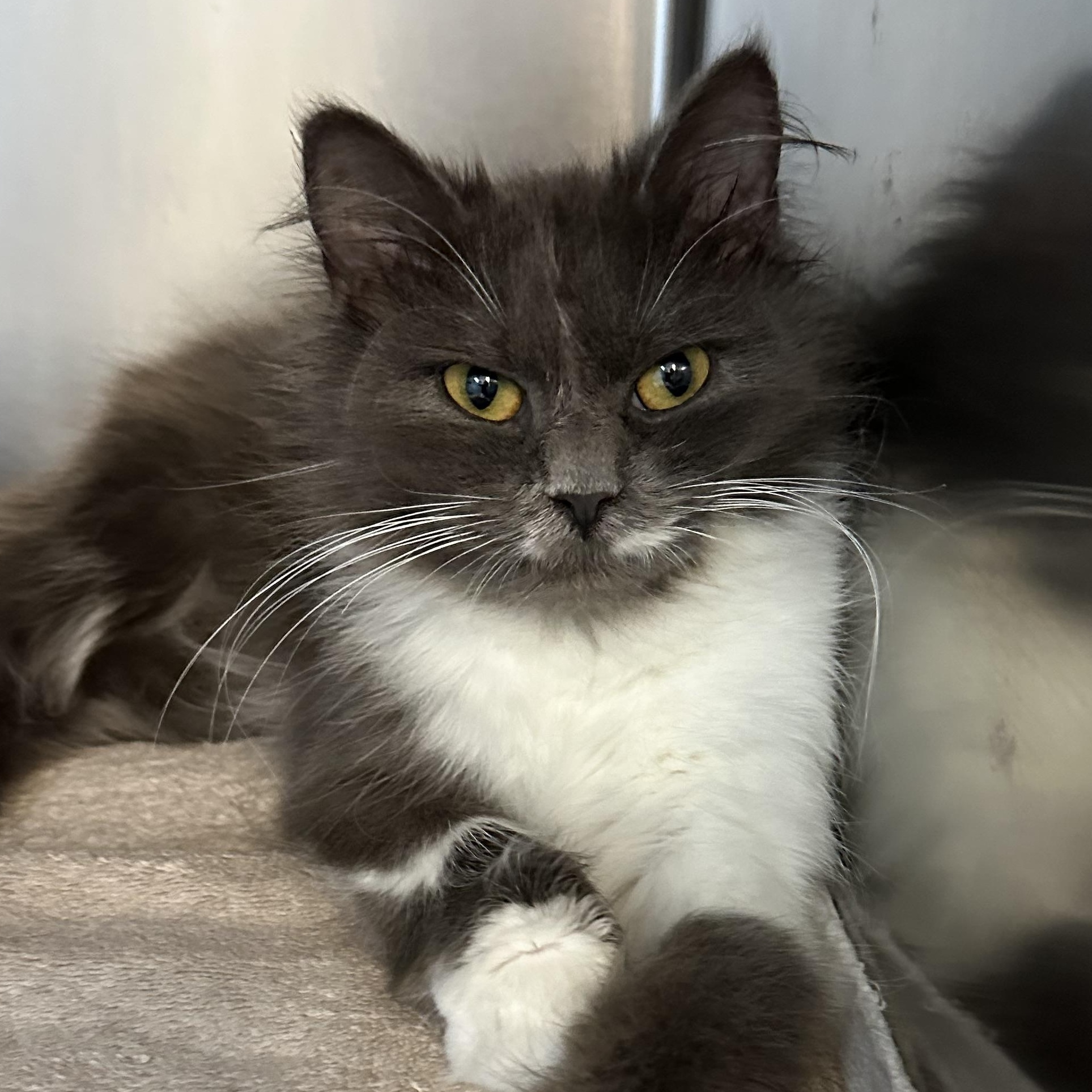 Oreo & Georgia Bonded Siblings