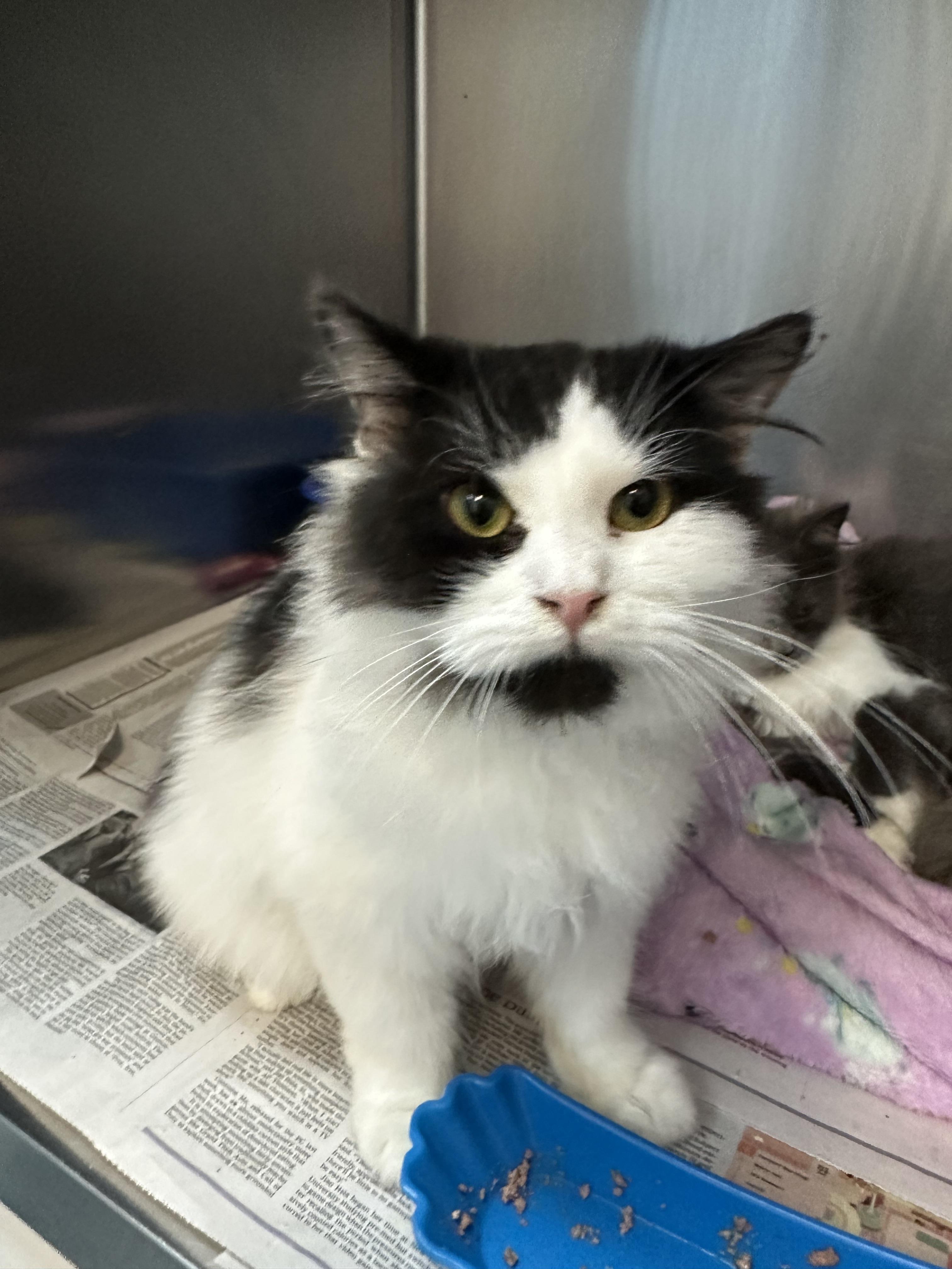 Oreo & Georgia Bonded Siblings