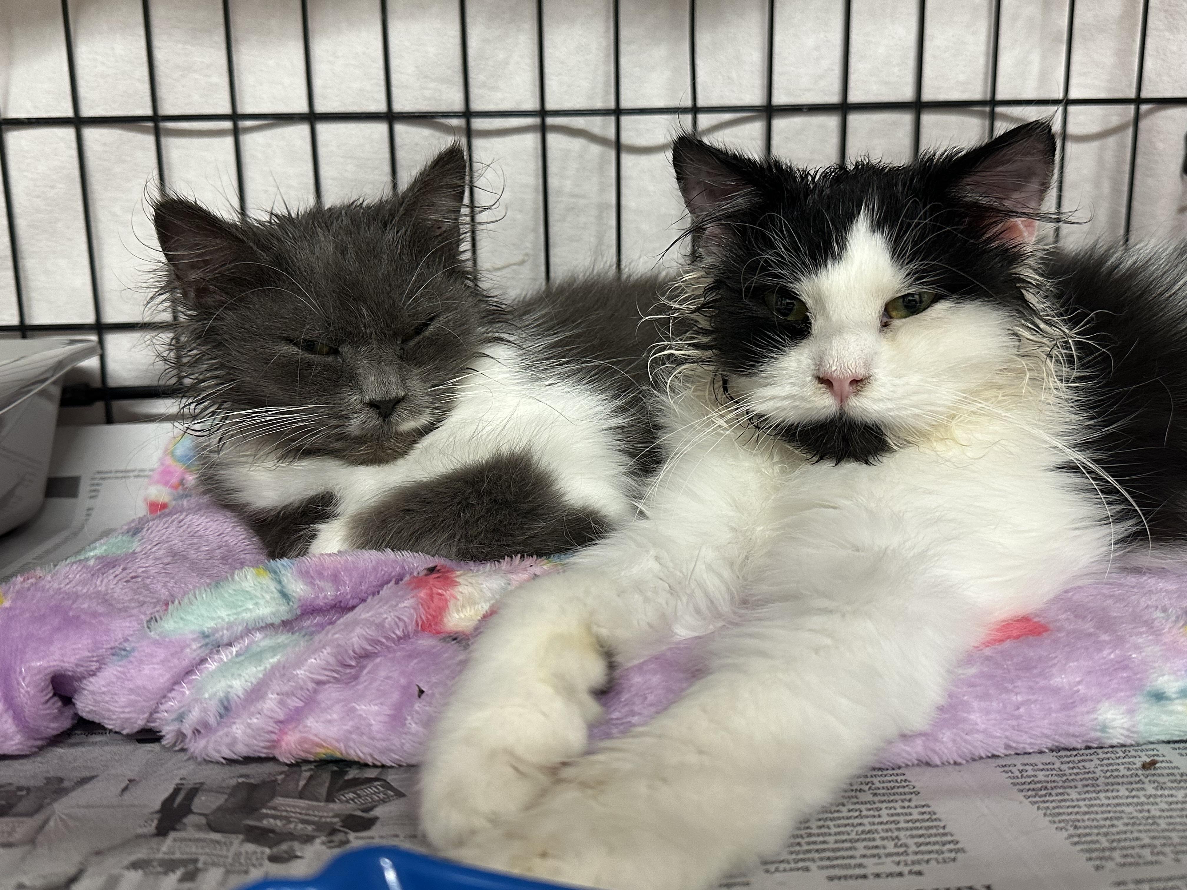 Oreo & Georgia Bonded Siblings, Adoptable, Young Female Domestic Long Hair.