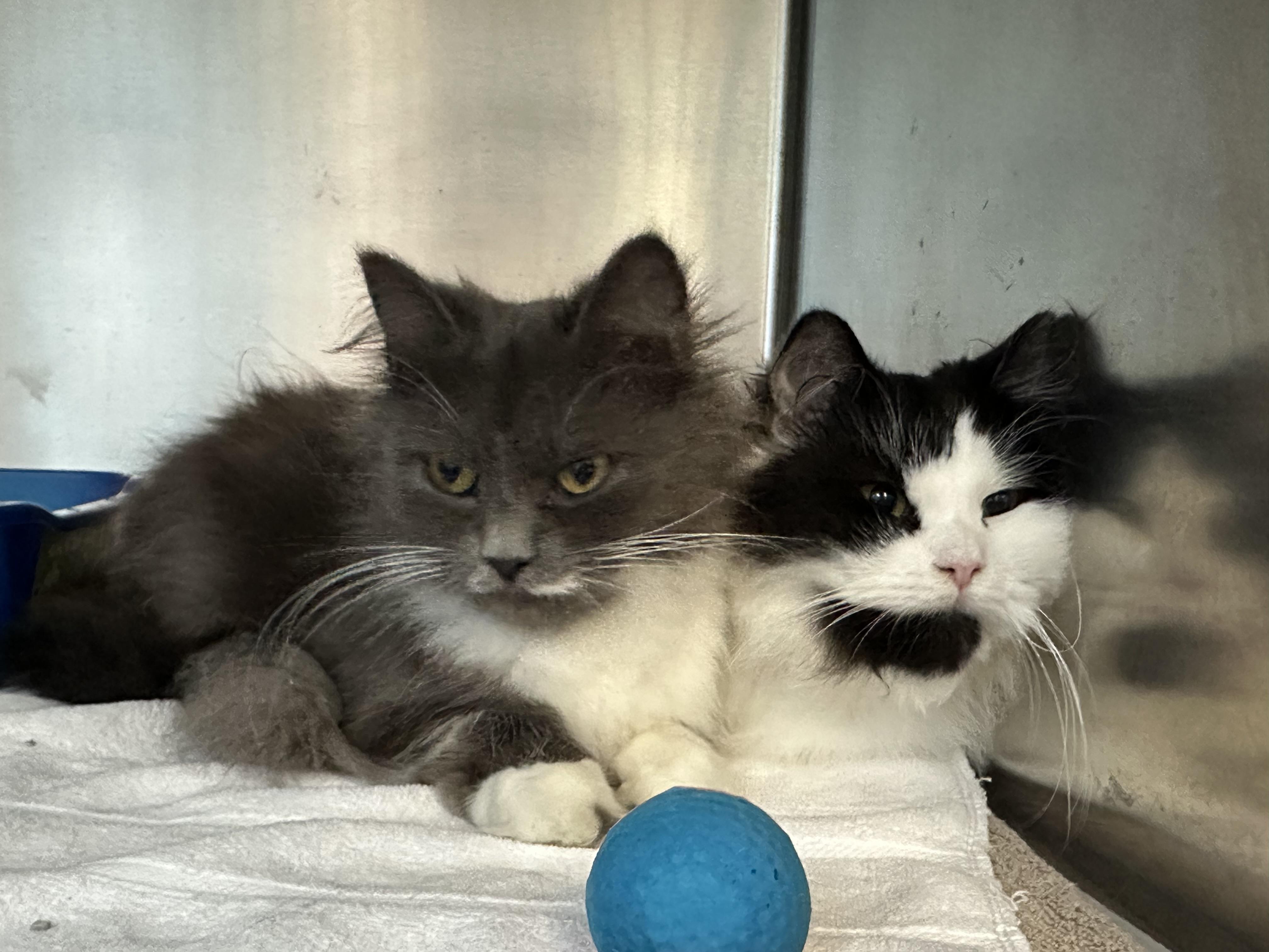 Oreo & Georgia Bonded Siblings