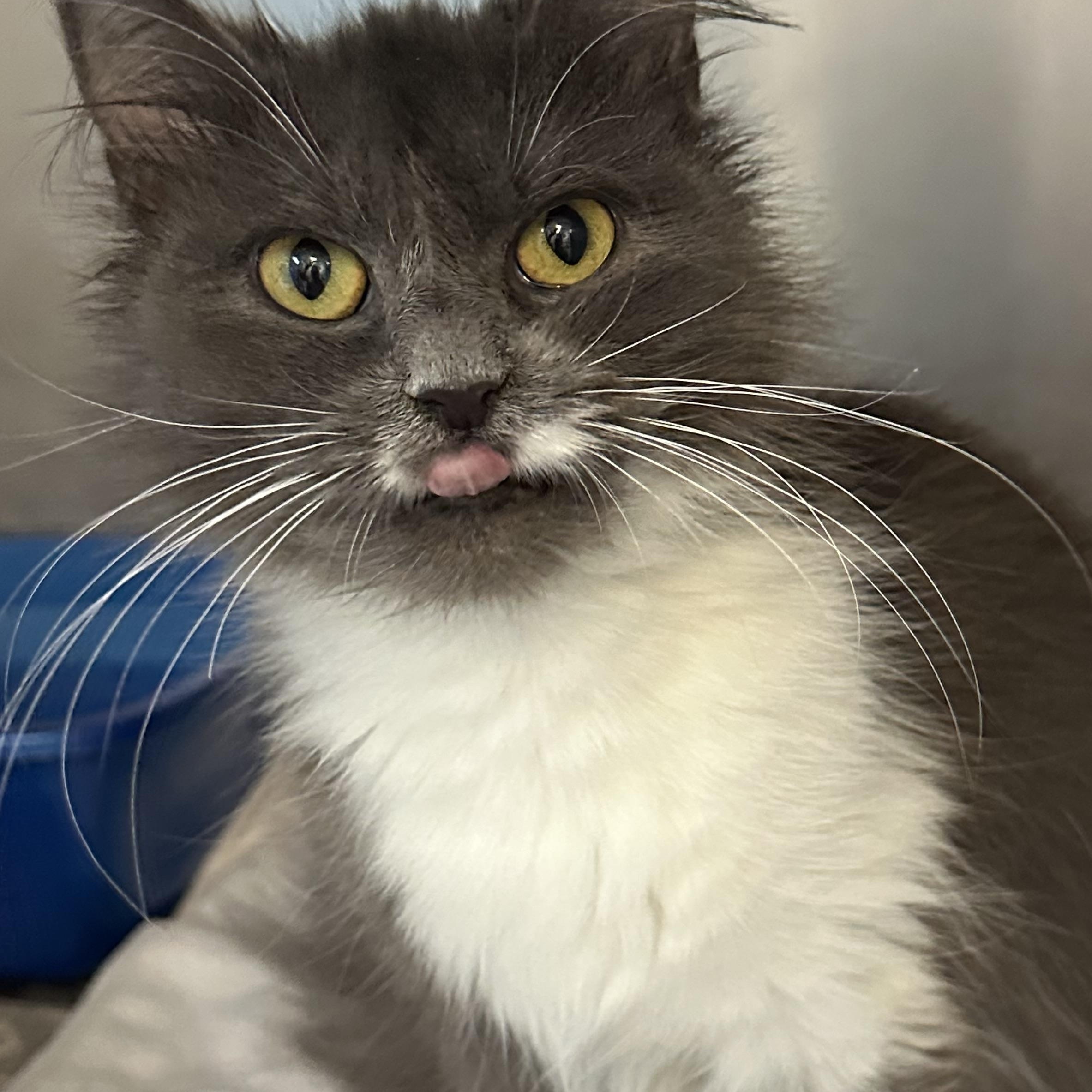Oreo & Georgia Bonded Siblings, a Adoptable Domestic Long Hair in Clifton, NJ image 6/6