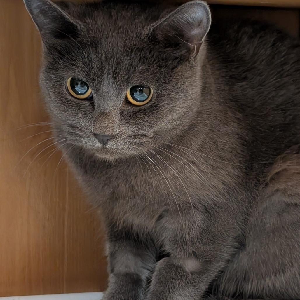 Enlarge Spooky, a Adoptable Domestic Short Hair in Roselle, IL image 1/2