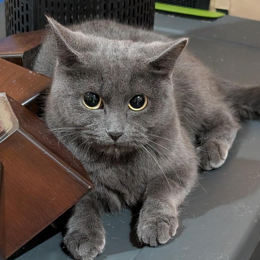 Enlarge Spooky, a Adoptable Domestic Short Hair in Roselle, IL image 2/2
