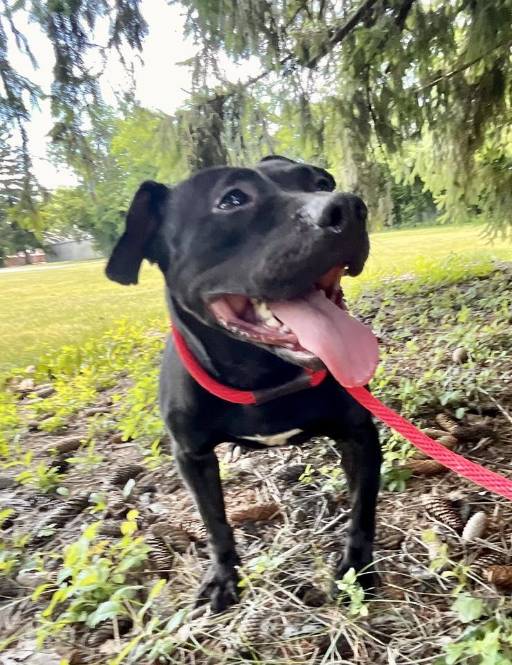 ABRA- Needs a foster/forever home!