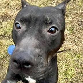 ABRA- Needs a foster/forever home!