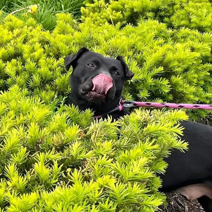 ABRA- Needs a foster/forever home!