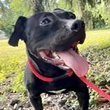 ABRA- Needs a foster/forever home!