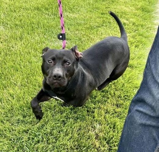 ABRA- Needs a foster/forever home!