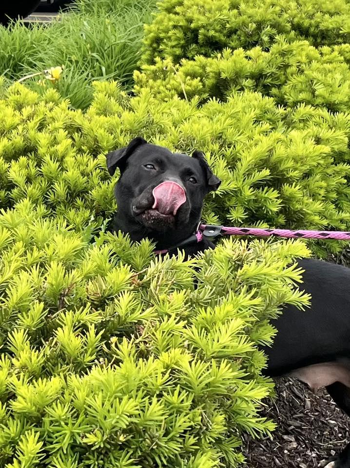 ABRA- Needs a foster/forever home! — thumbnail 2