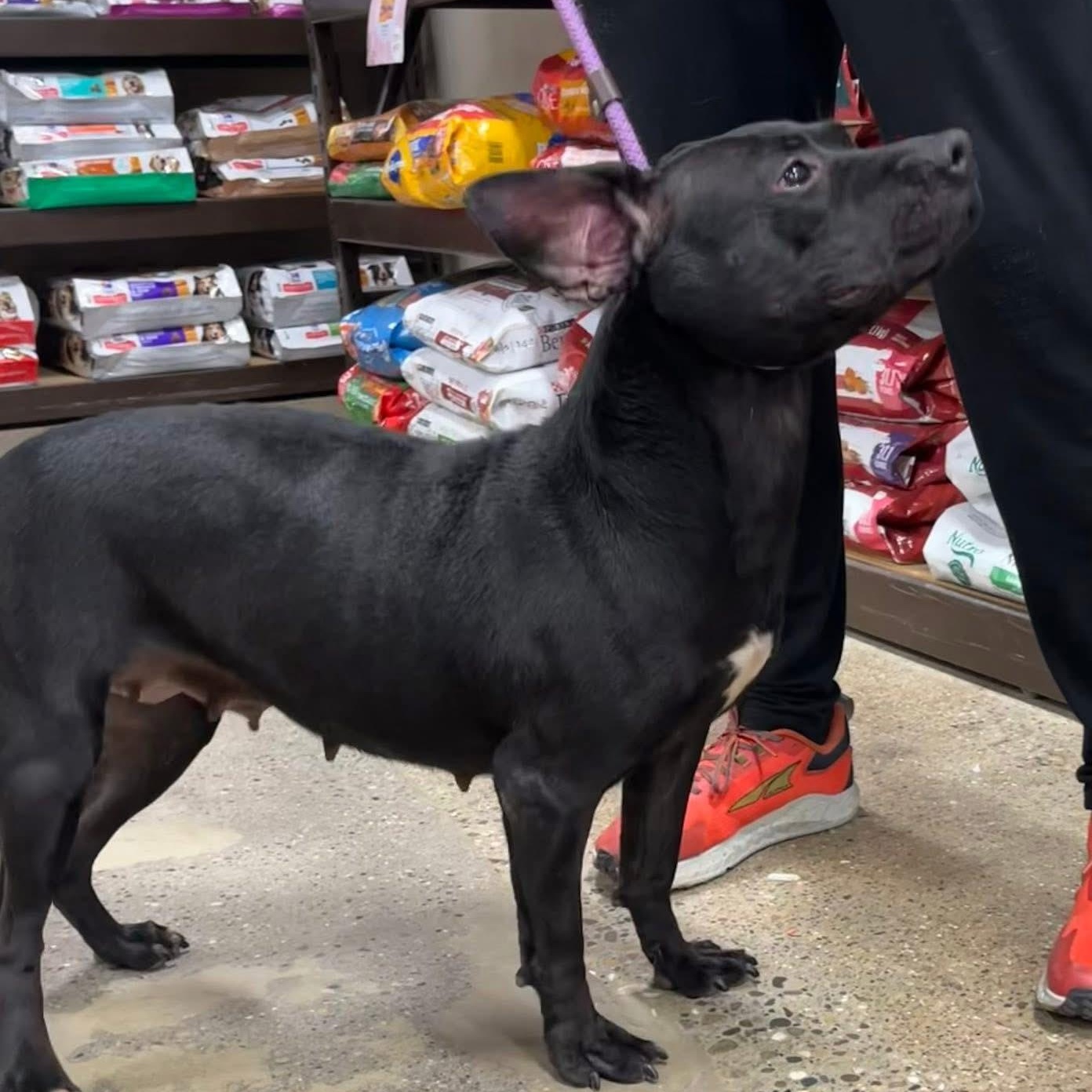 ABRA- Needs a foster/forever home!