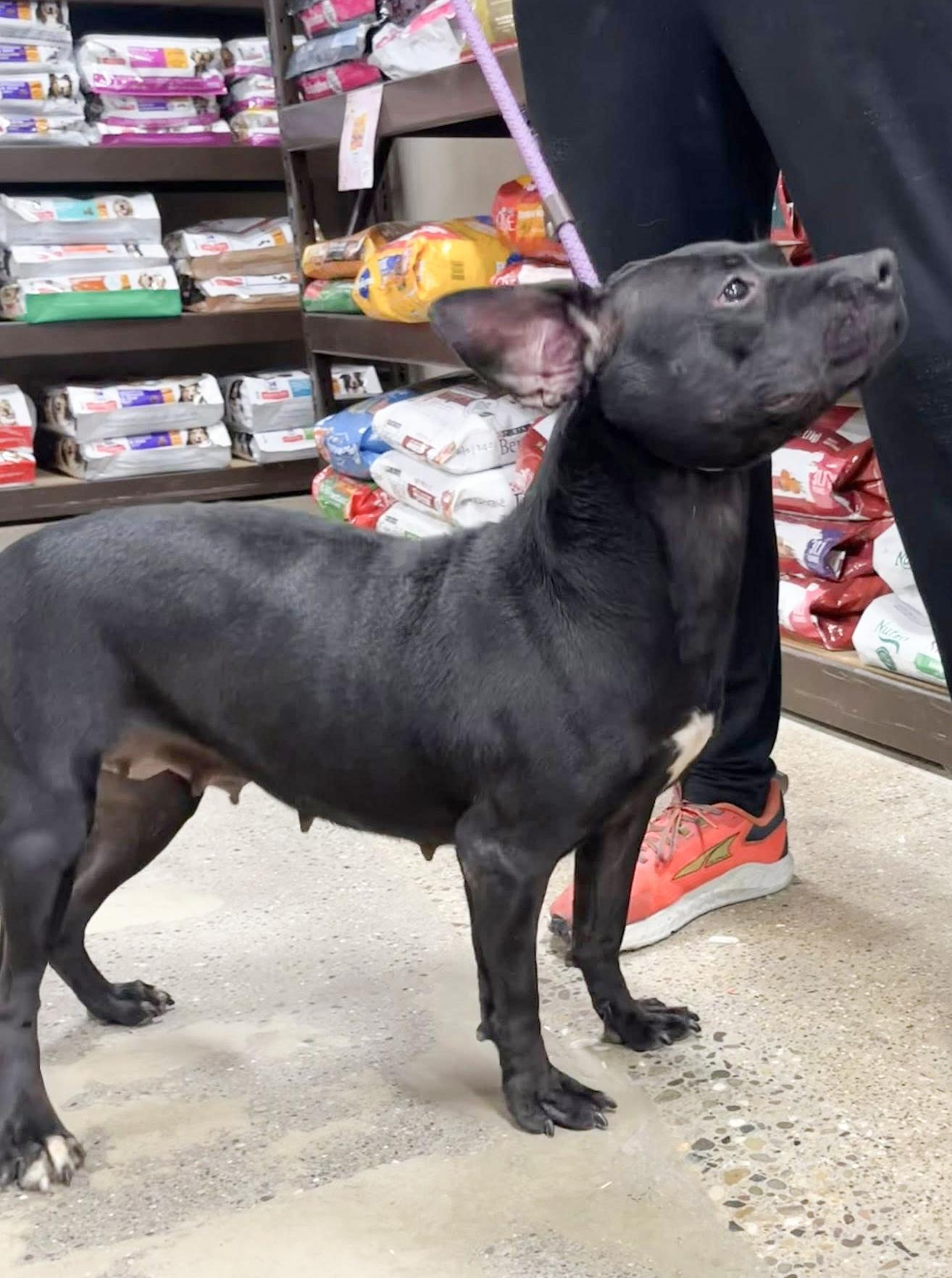 ABRA- Needs a foster/forever home! — thumbnail 3