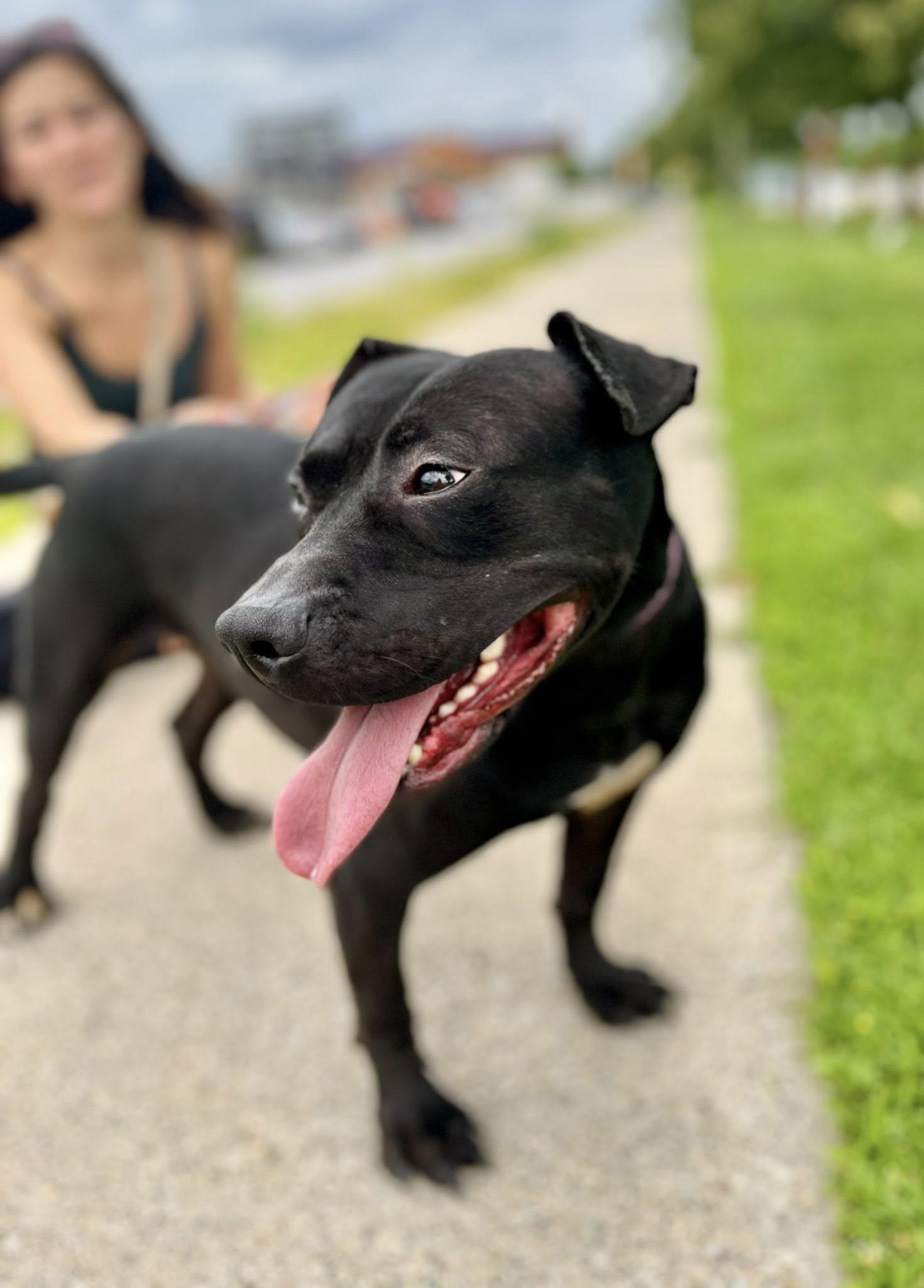 ABRA- Needs a foster/forever home! — thumbnail 4