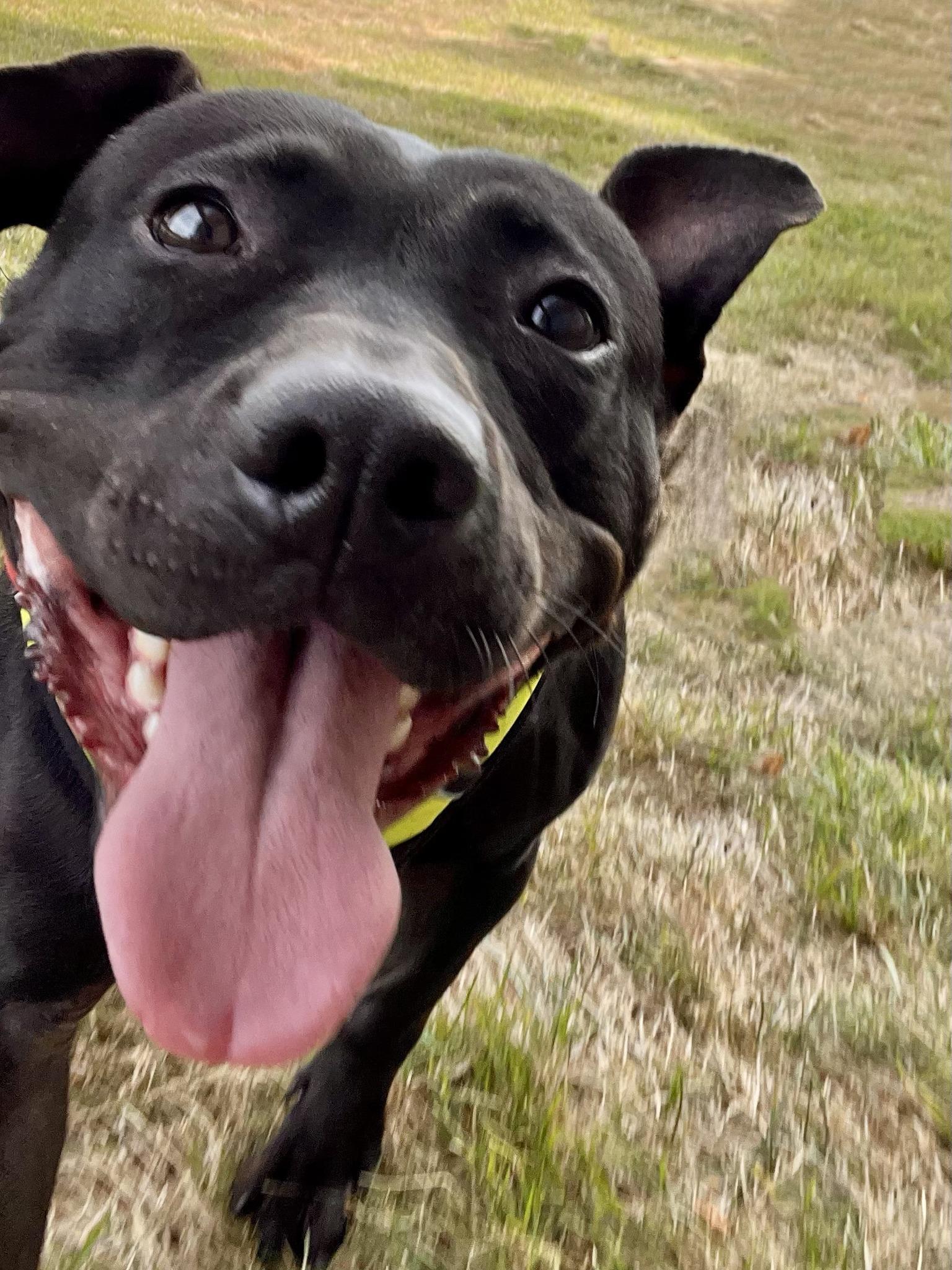 ABRA- Needs a foster/forever home! — thumbnail 5