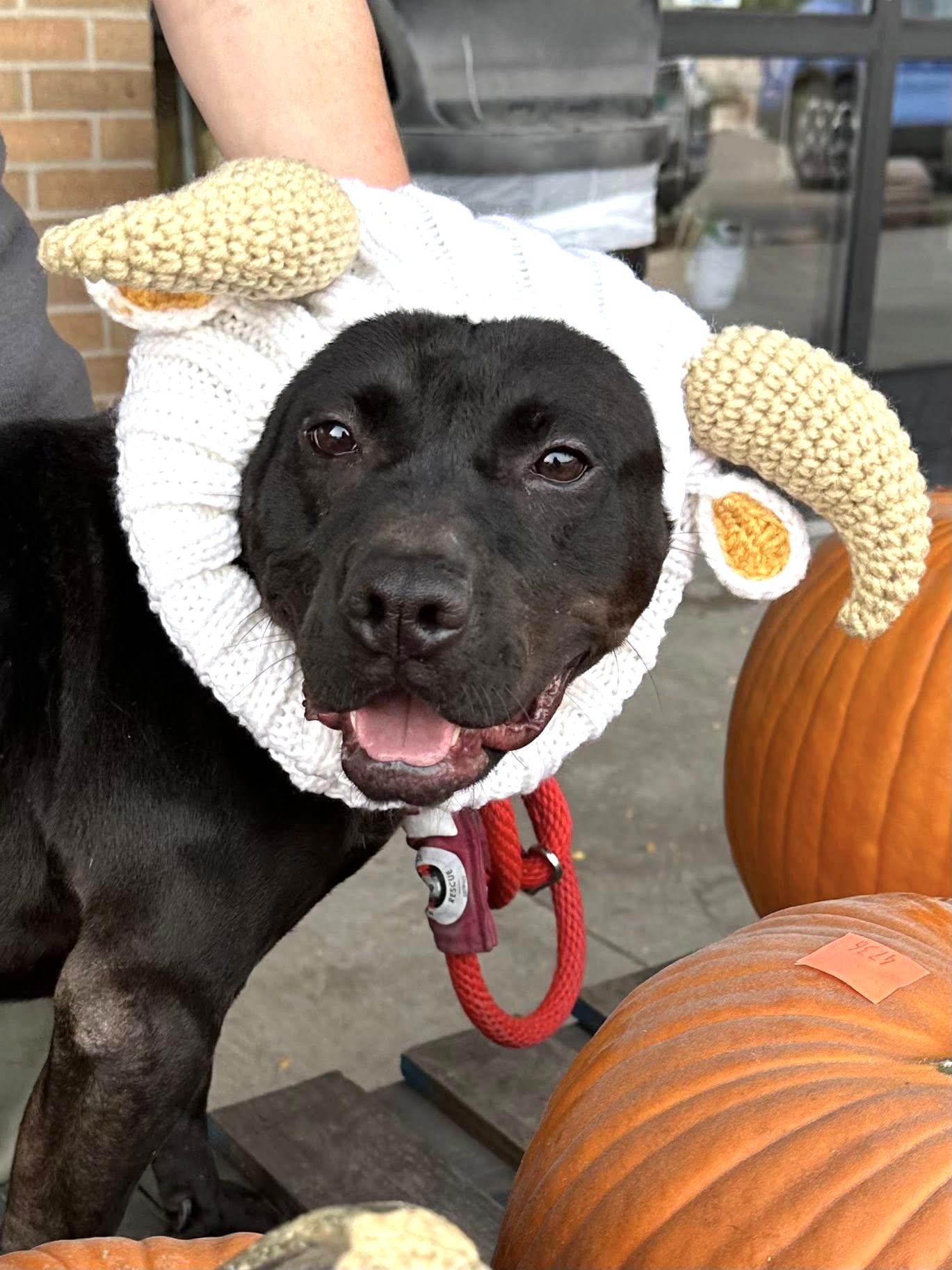 ABRA- Needs a foster/forever home! — thumbnail 6