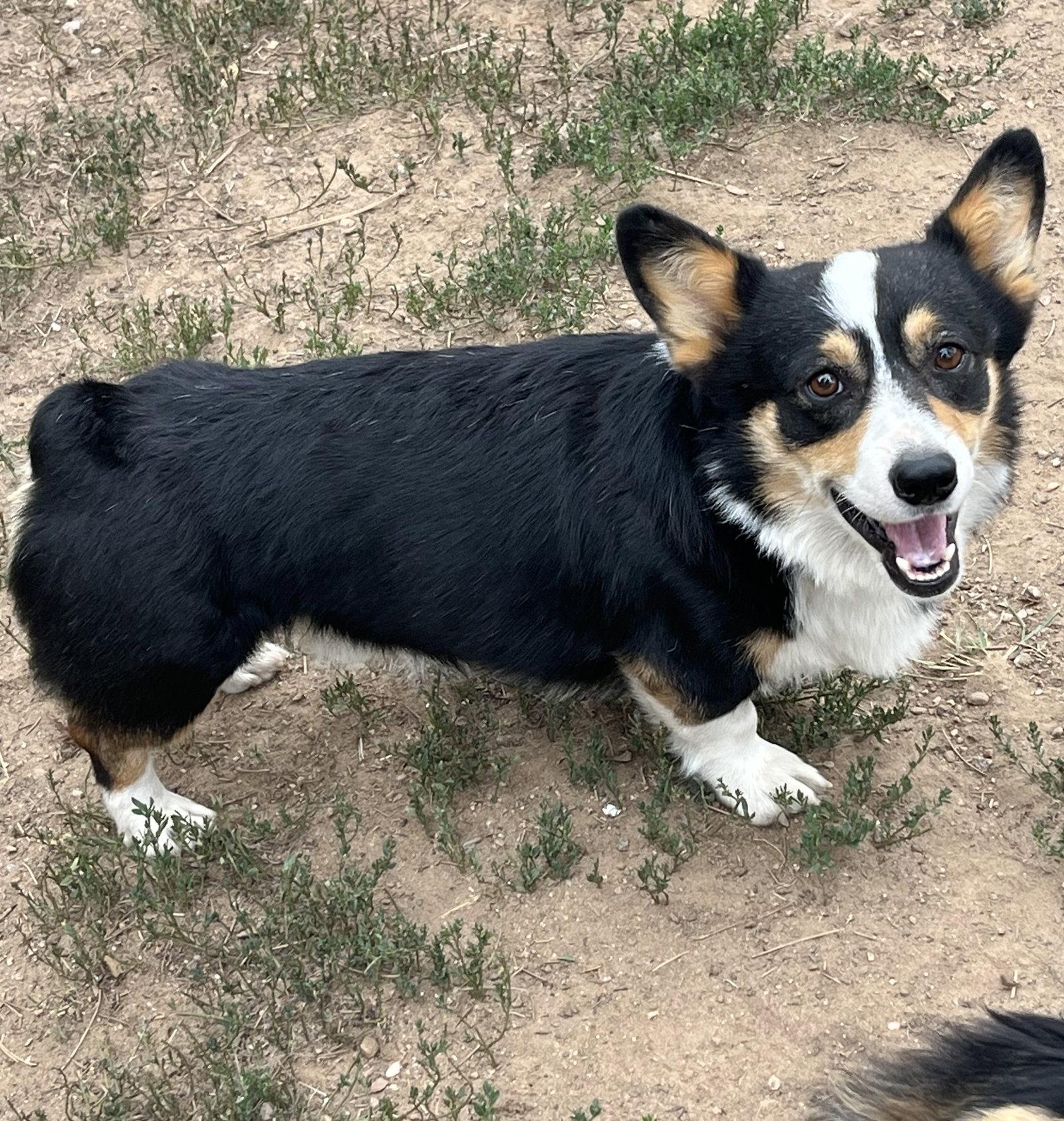 Reggie, Adoptable, Young Male Corgi.
