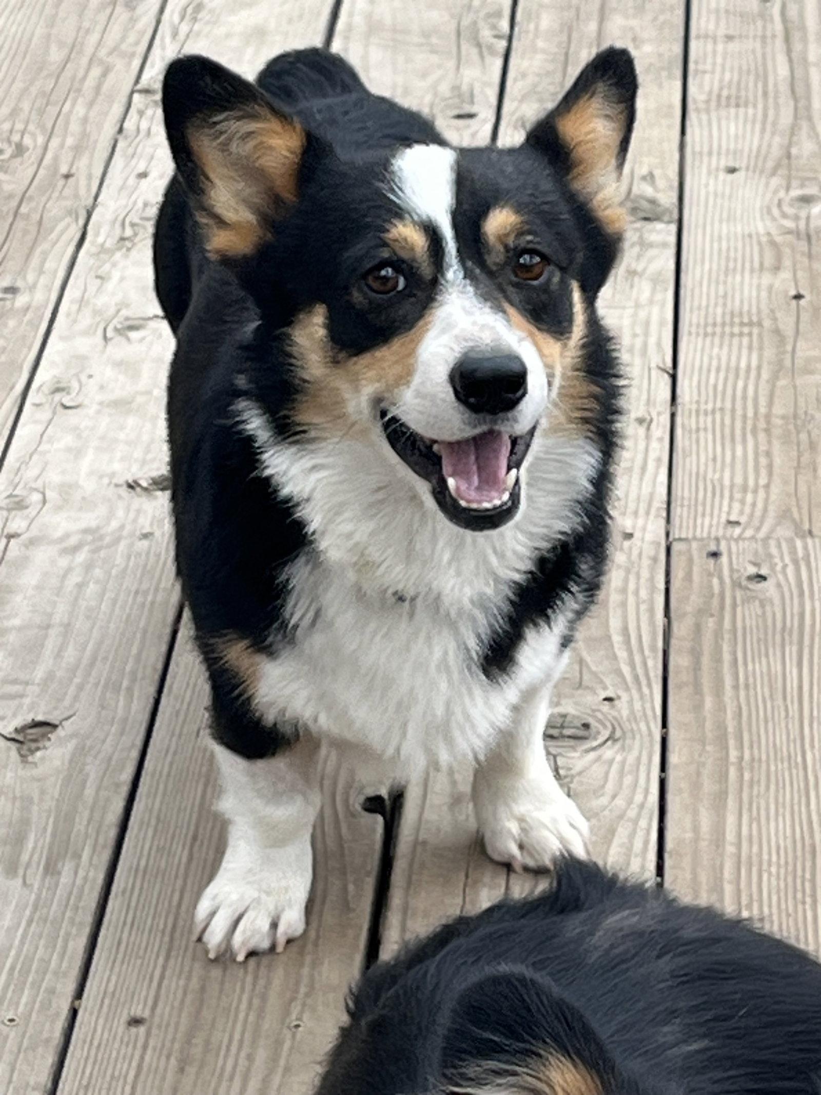 Reggie, a Adoptable Corgi in Denver, CO image 2/3