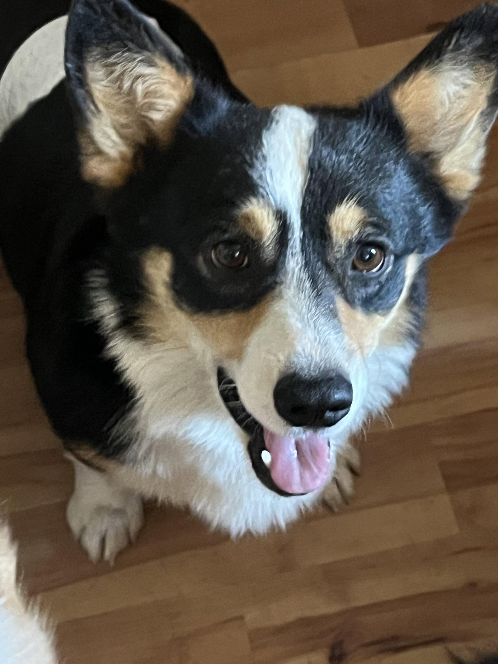 Reggie, a Adoptable Corgi in Denver, CO image 3/3