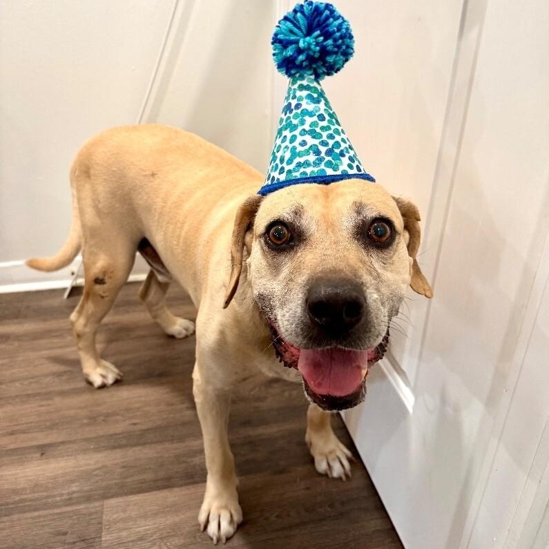 Dog for adoption - Snoopy Doopie is Ready for Retirement Living, a ...