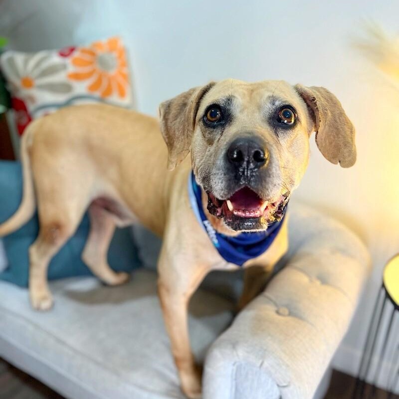Dog for adoption - Snoopy Doopie is Ready for Retirement Living, a ...