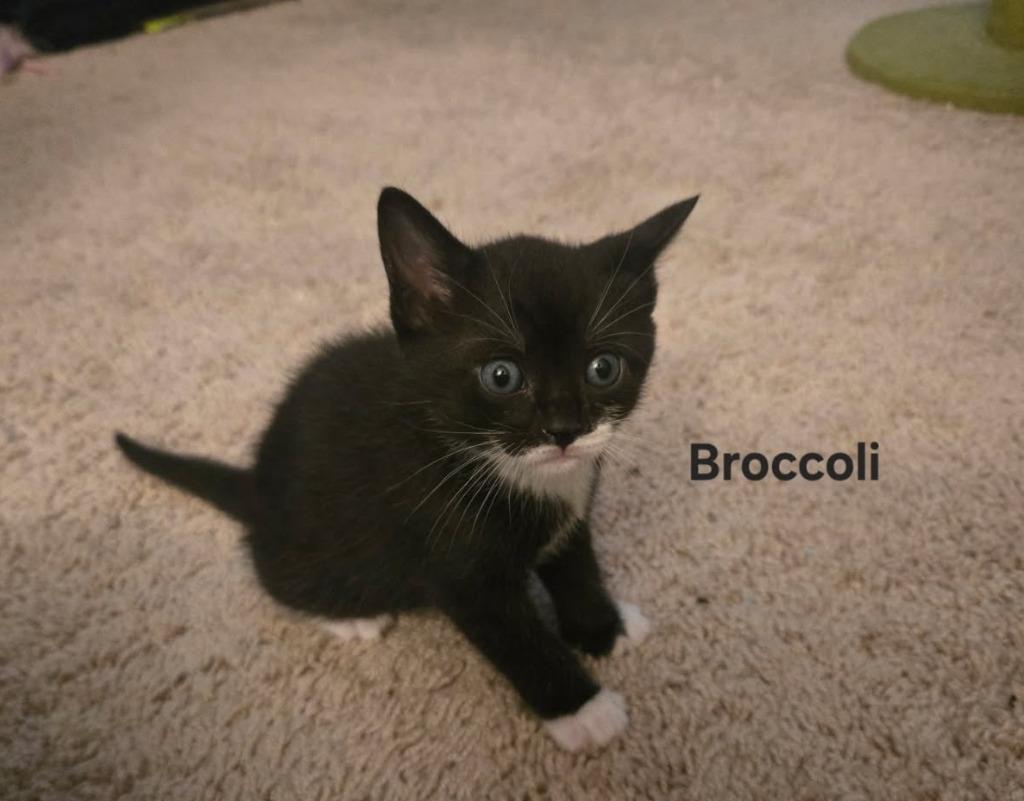 Enlarge Broccoli, a Adopted mixed breed in Parkville, MD image 1/1