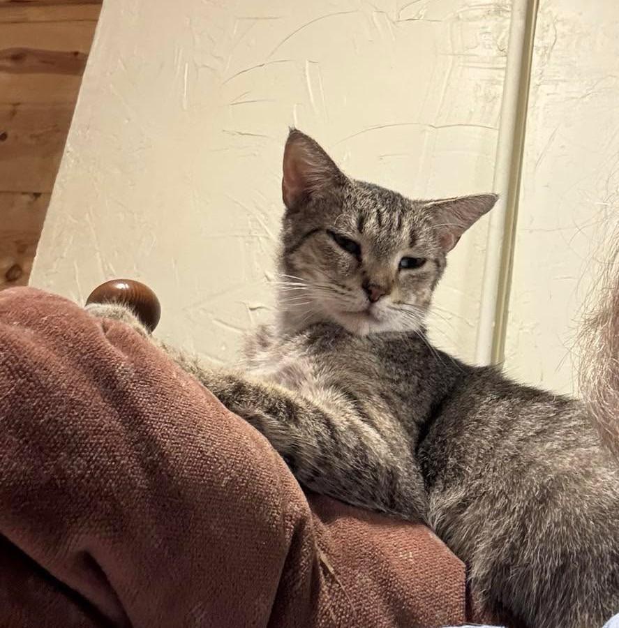Enlarge Auntie, a ADOPTABLE Domestic Short Hair in De Pere, WI image 2/3