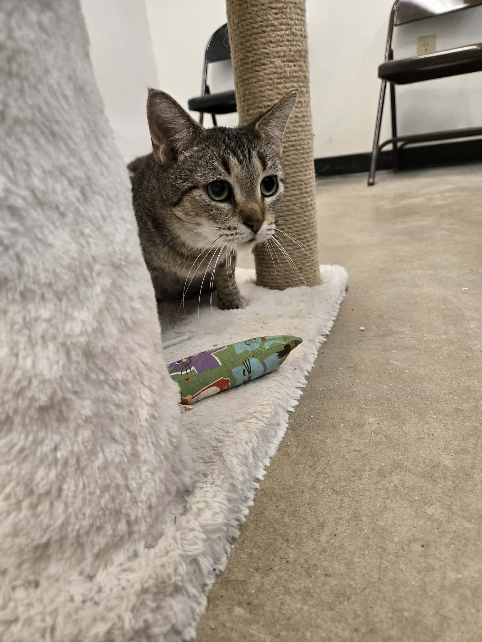 Enlarge Auntie, a Adoptable Domestic Short Hair in De Pere, WI image 2/6