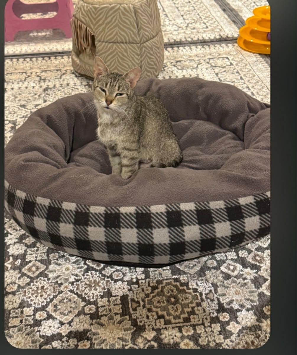 Auntie, ADOPTABLE, Adult Female Domestic Short Hair.