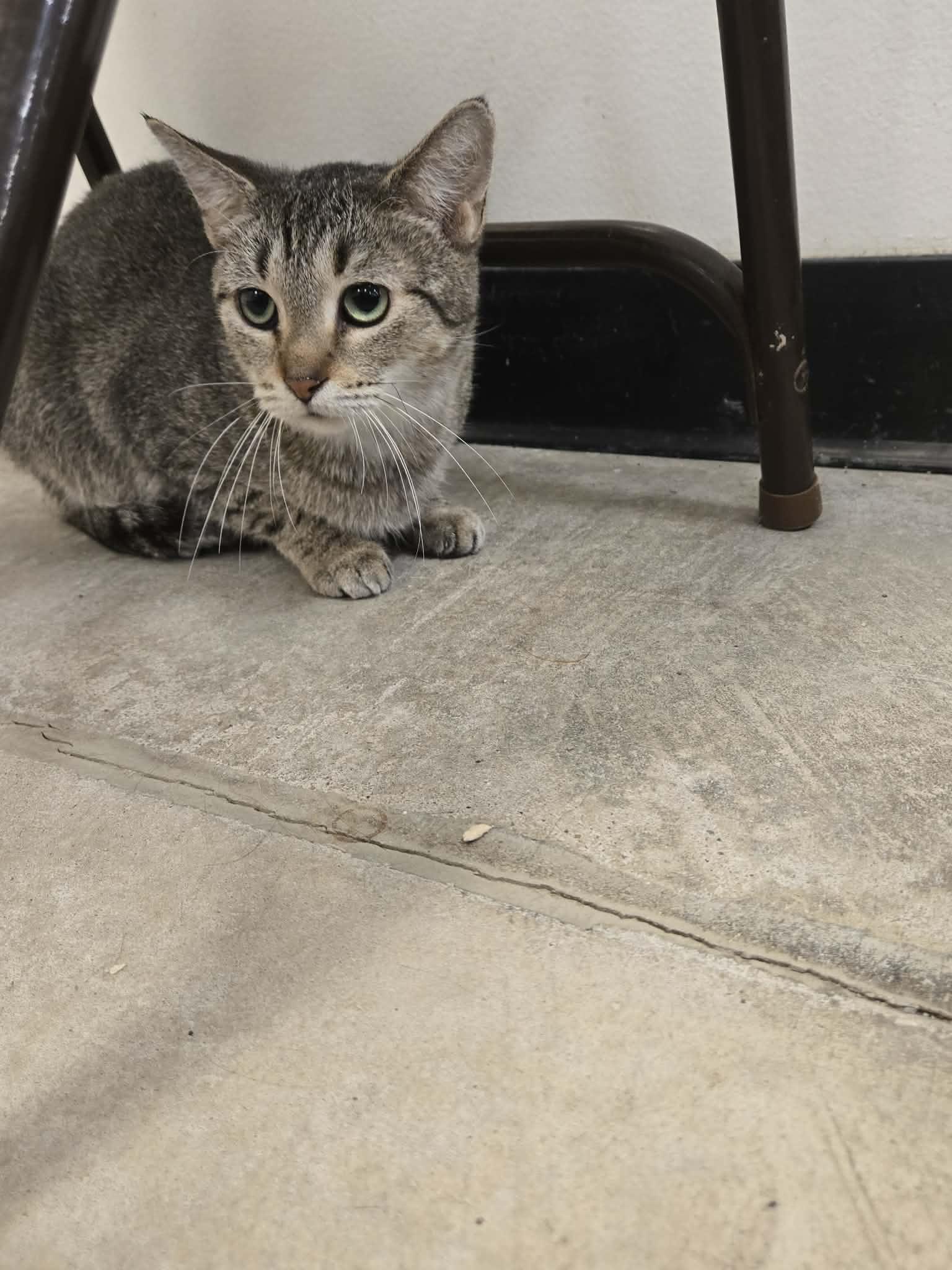 Enlarge Auntie, a Adoptable Domestic Short Hair in De Pere, WI image 6/6