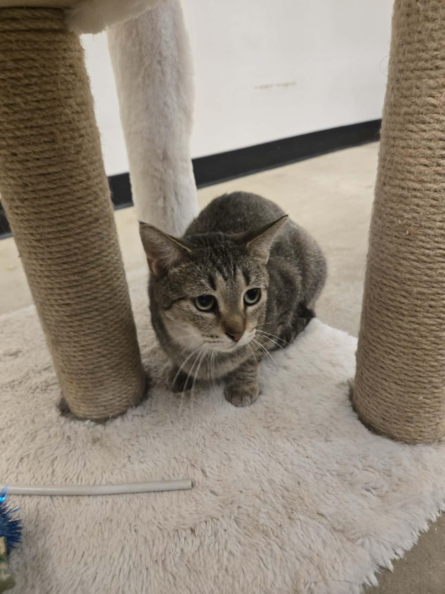 Enlarge Auntie, a Adoptable Domestic Short Hair in De Pere, WI image 5/6