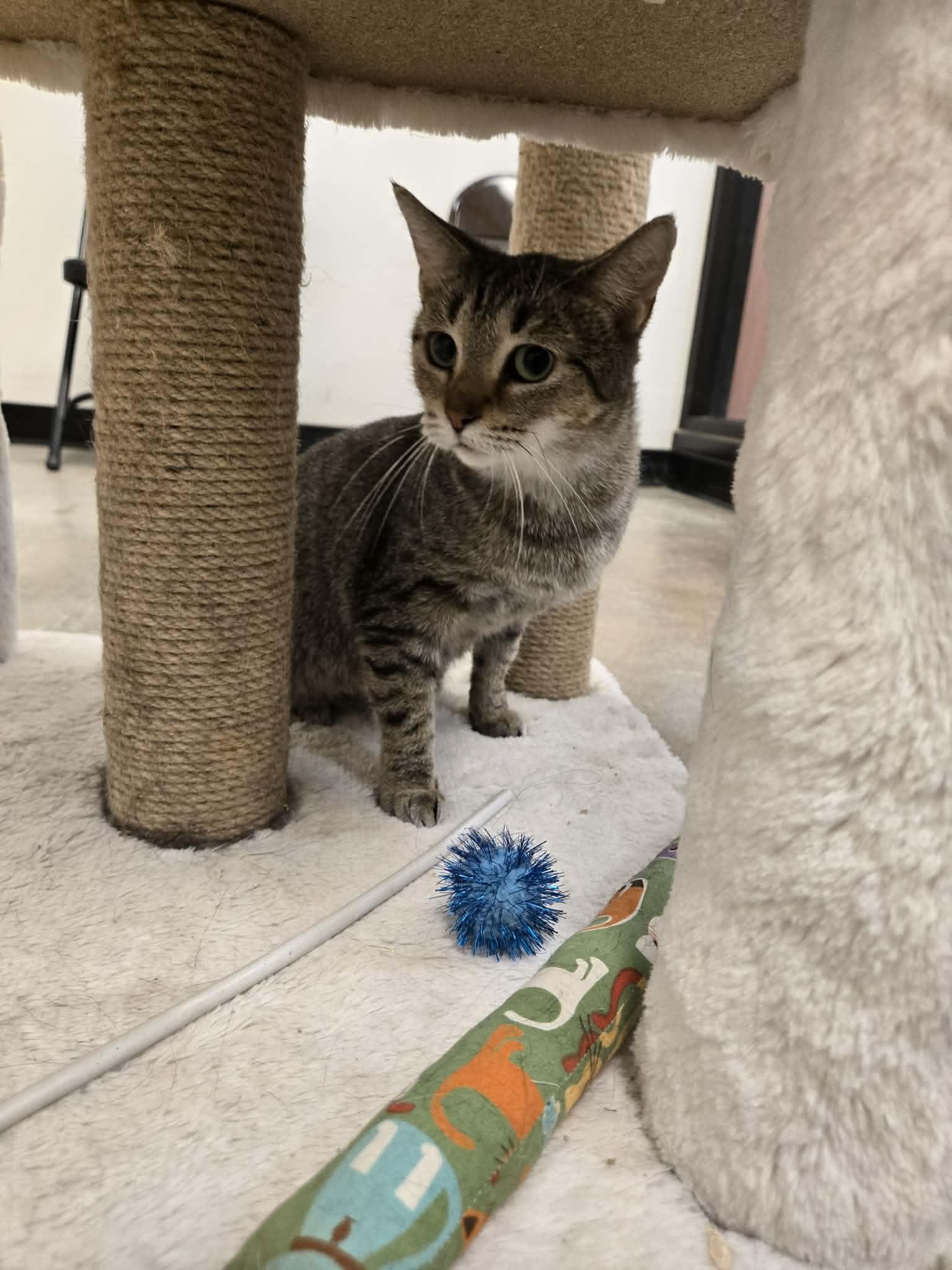 Enlarge Auntie, a Adoptable Domestic Short Hair in De Pere, WI image 1/6