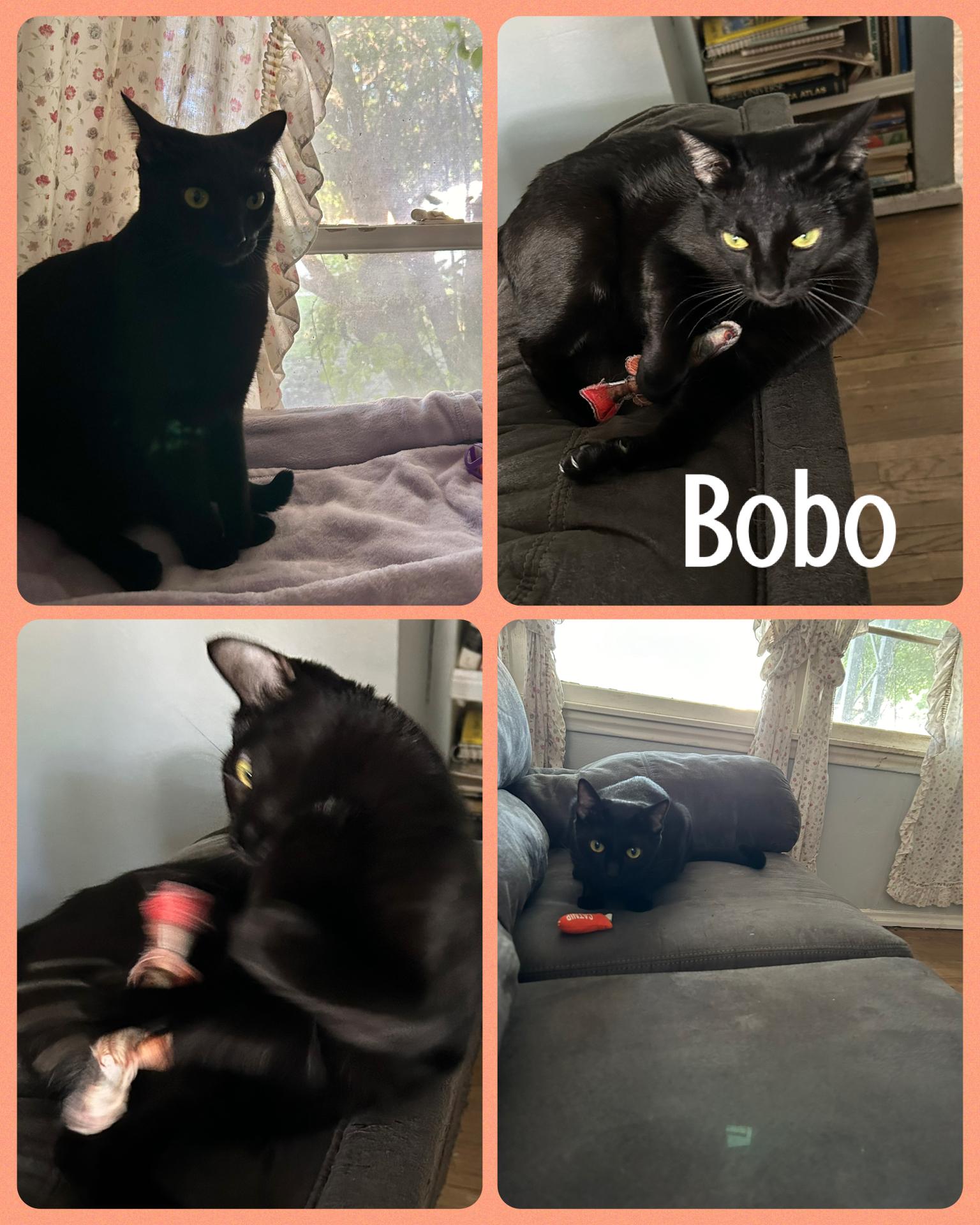 BoBo, Adoptable, Adult Female Domestic Short Hair.