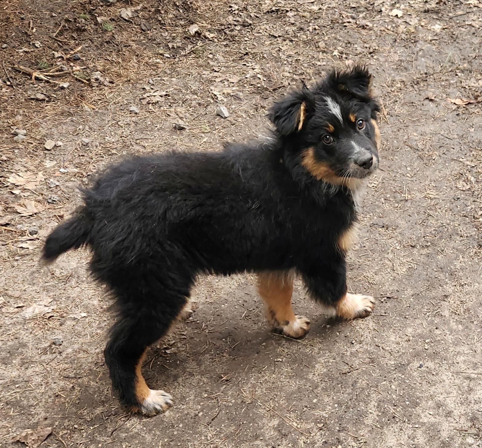 Enlarge Tilly, a ADOPTABLE mixed breed in Liberty Center, OH image 3/6