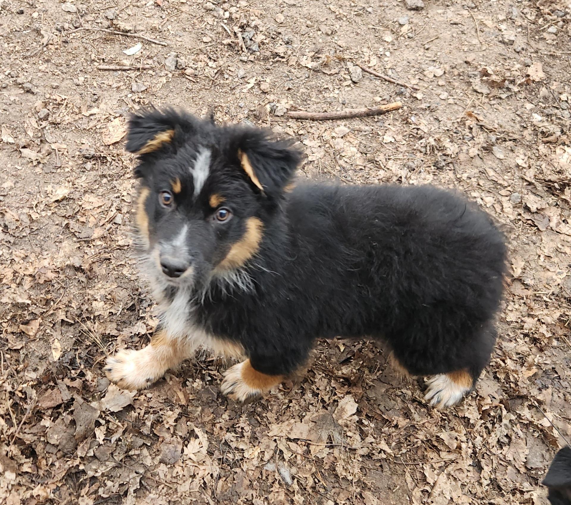 Enlarge Tilly, a ADOPTABLE mixed breed in Liberty Center, OH image 4/6