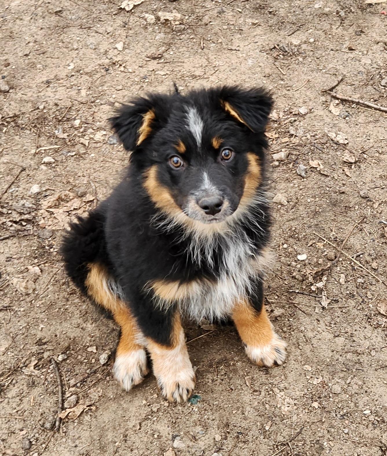 Tilly, ADOPTABLE, Puppy Female Australian Shepherd & Australian Cattle Dog / Blue Heeler.