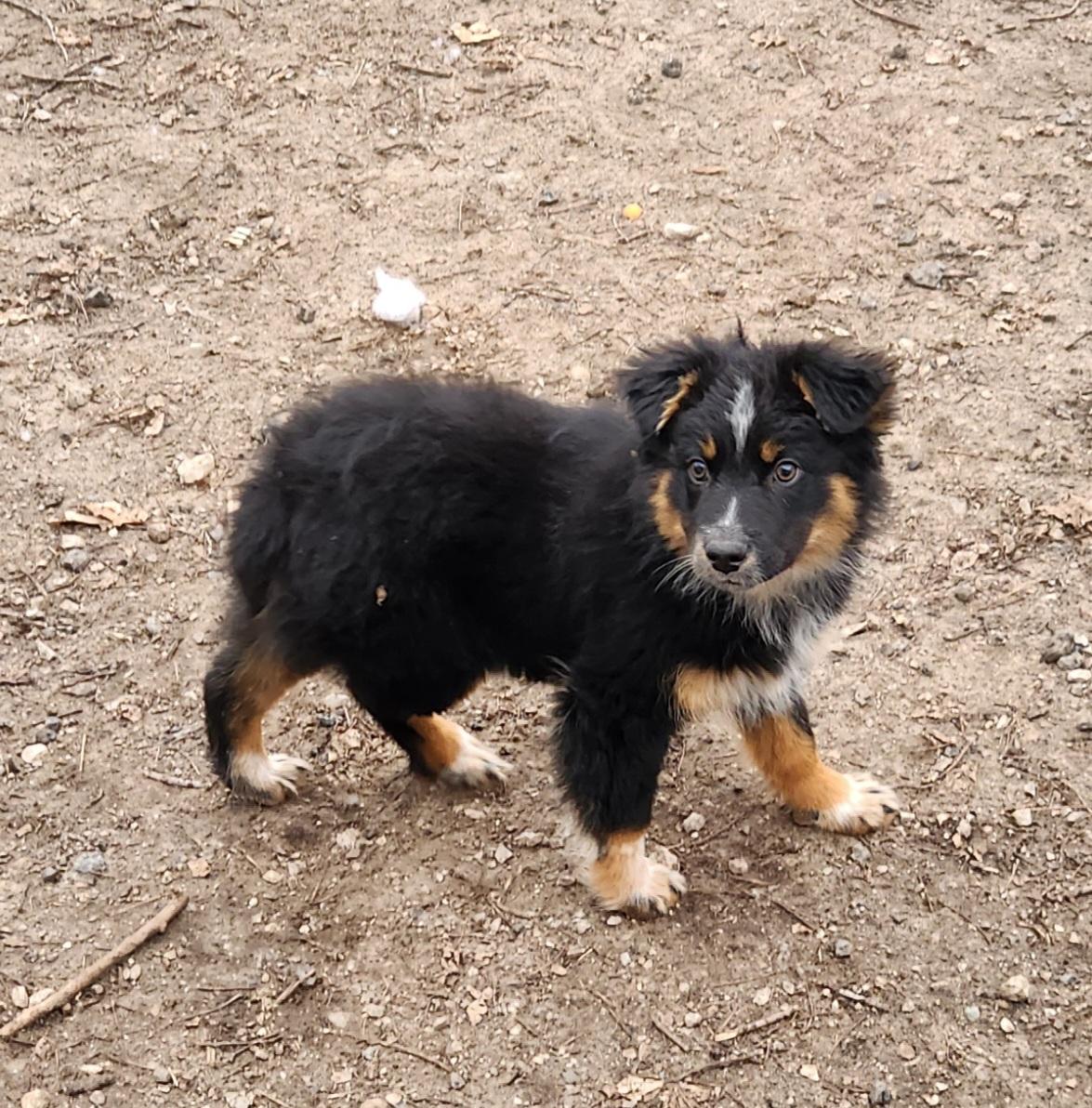 Enlarge Tilly, a ADOPTABLE mixed breed in Liberty Center, OH image 2/6