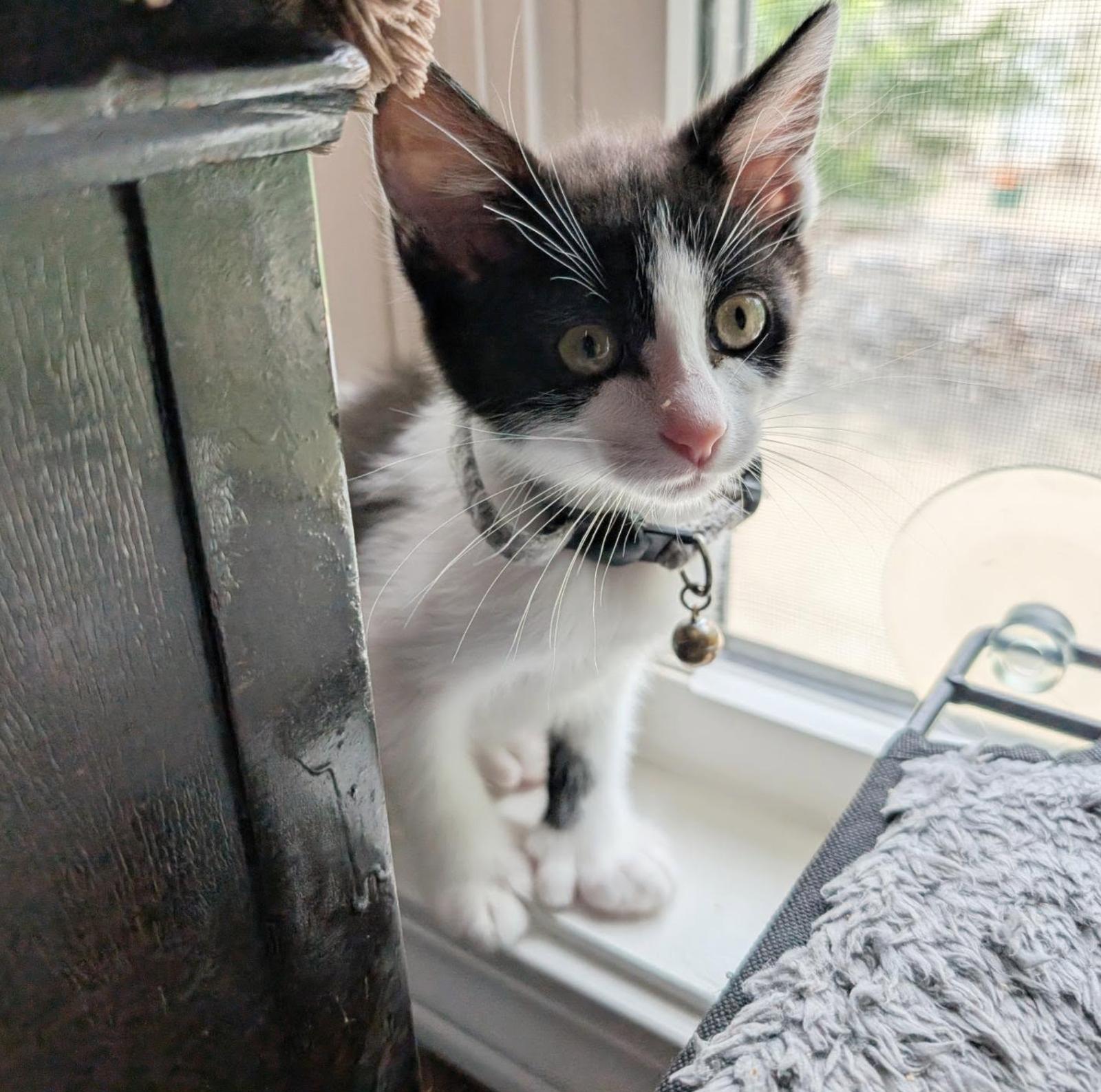 Trixie Mattel, Adoptable, Kitten Female Extra-Toes Cat / Hemingway Polydactyl.