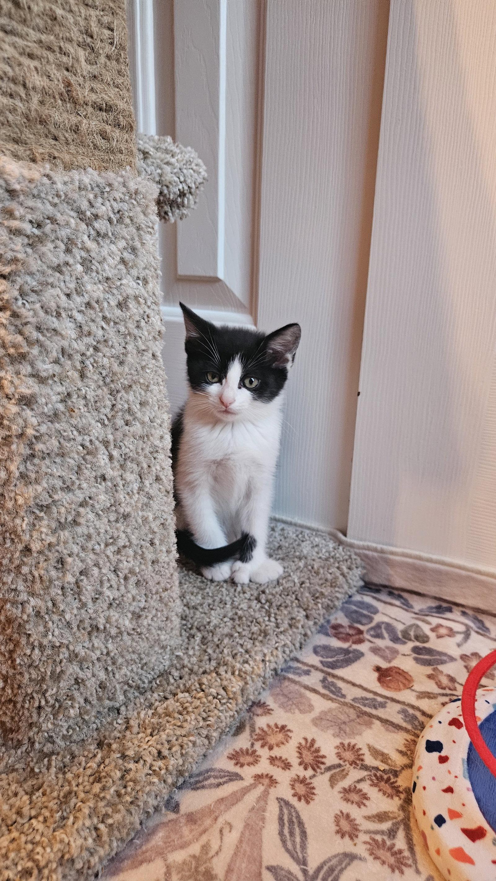 Trixie Mattel, a Adoptable Extra-Toes Cat / Hemingway Polydactyl in Maggie Valley, NC image 2/2