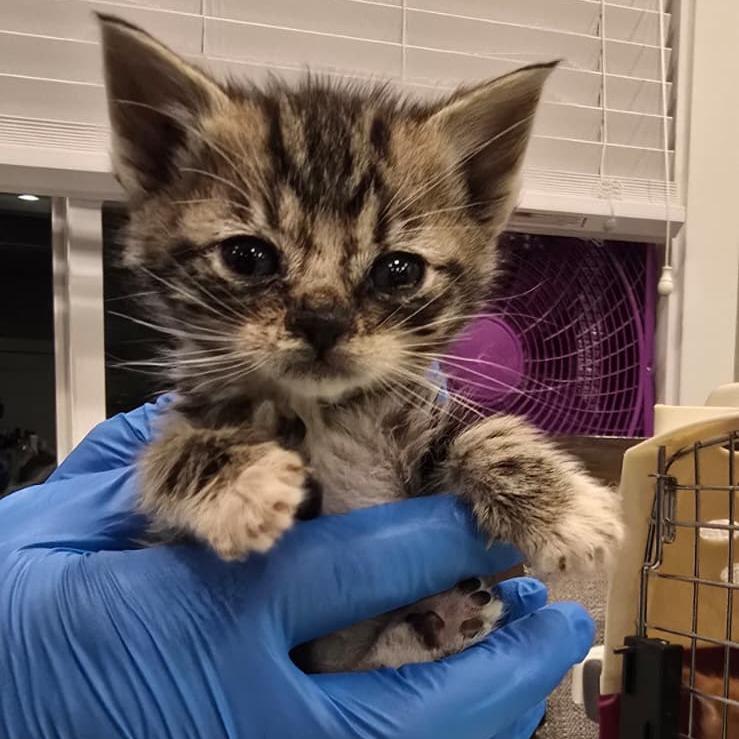 Dax, a Adoptable Domestic Short Hair in Talent, OR image 1/4
