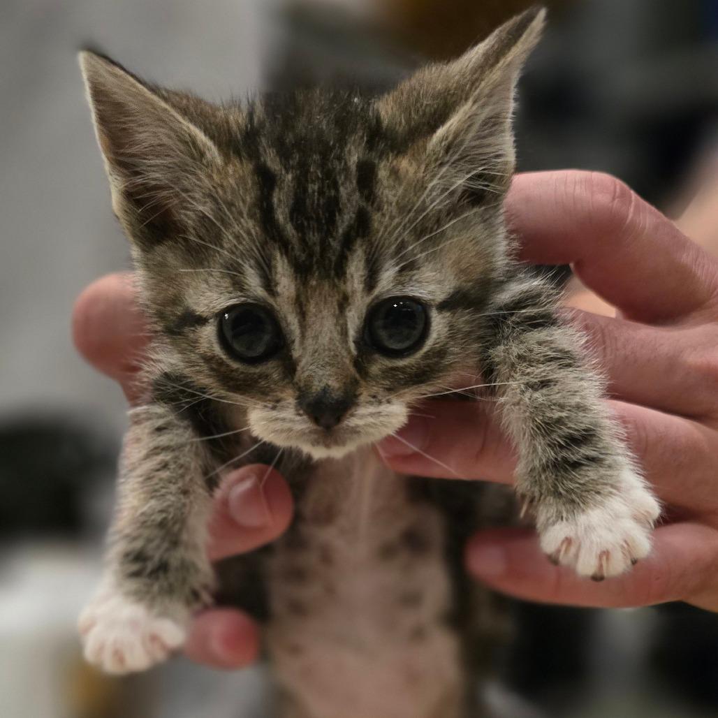 Dax, a Adoptable Domestic Short Hair in Talent, OR image 2/4