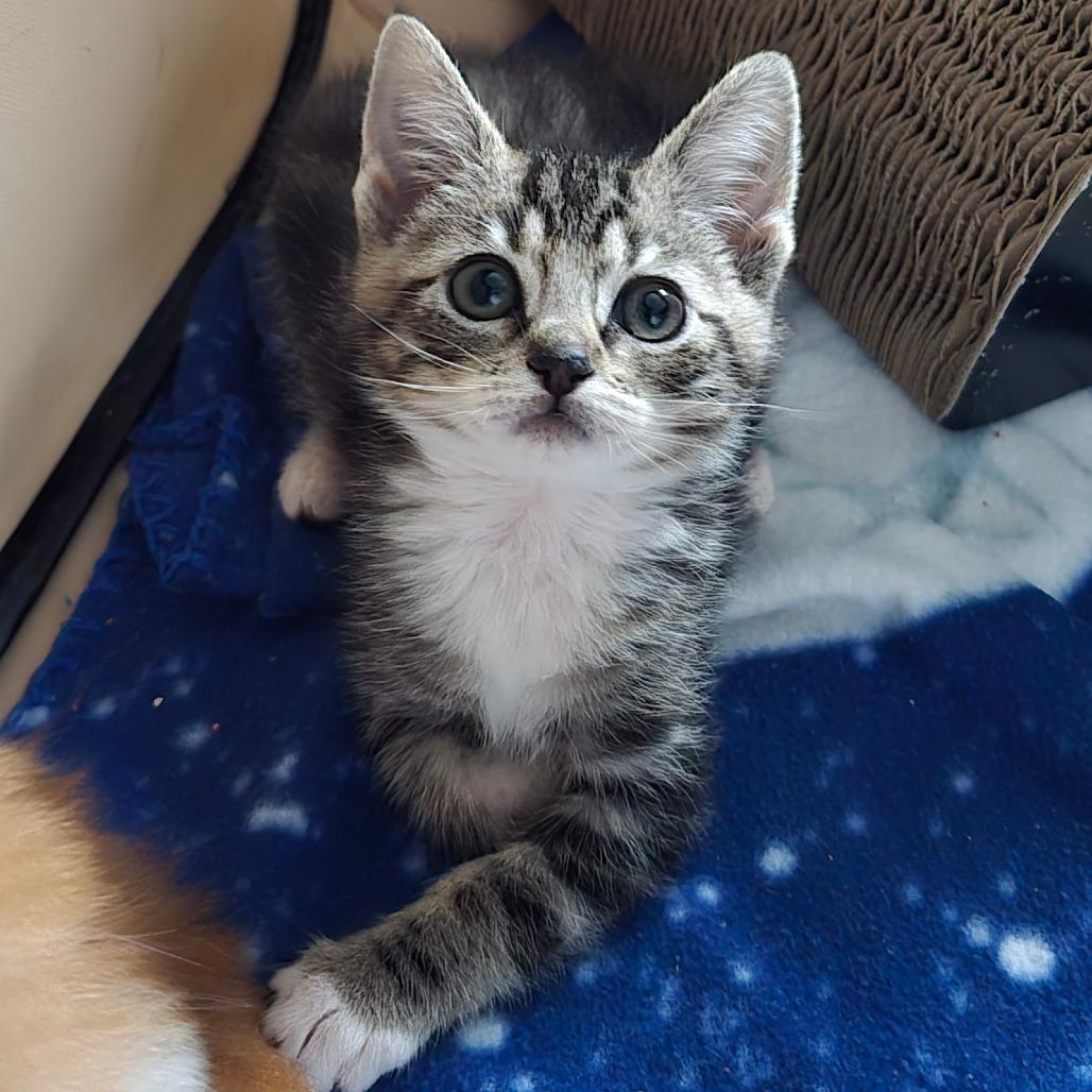 Dax, a Adoptable Domestic Short Hair in Talent, OR image 3/4