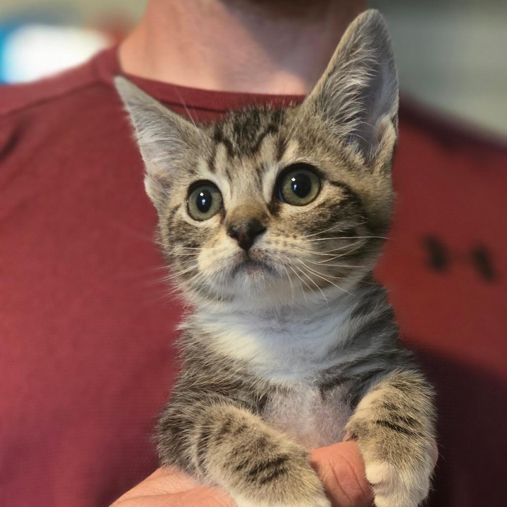 Dax, a Adoptable Domestic Short Hair in Talent, OR image 4/4