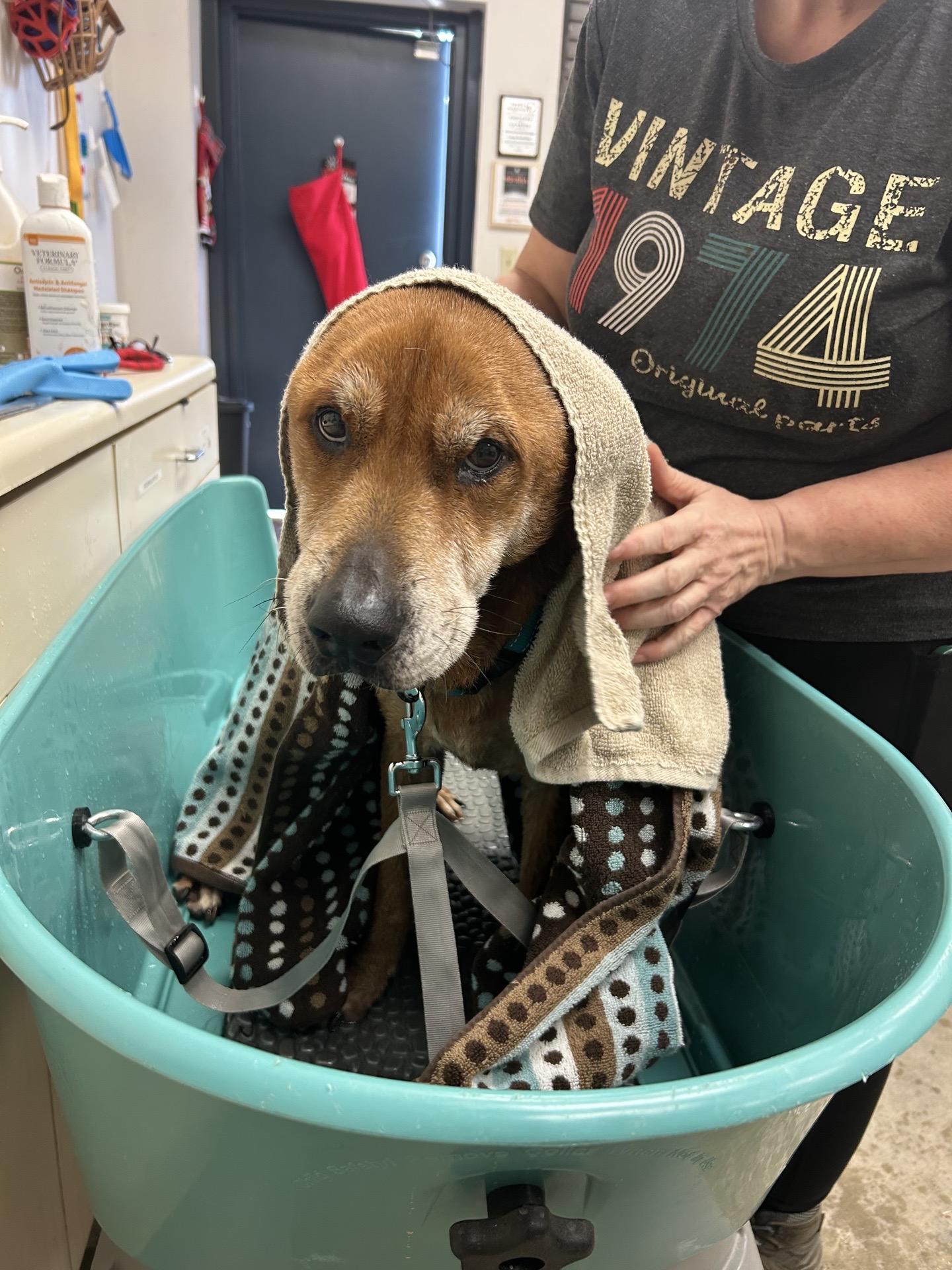 Sirus, adopted, Adult Male Mixed Breed.