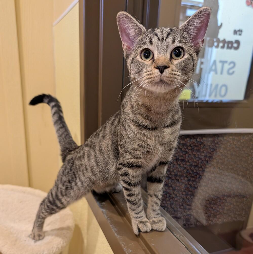 Elaine, a Adoptable Domestic Short Hair in Accident, MD image 1/2