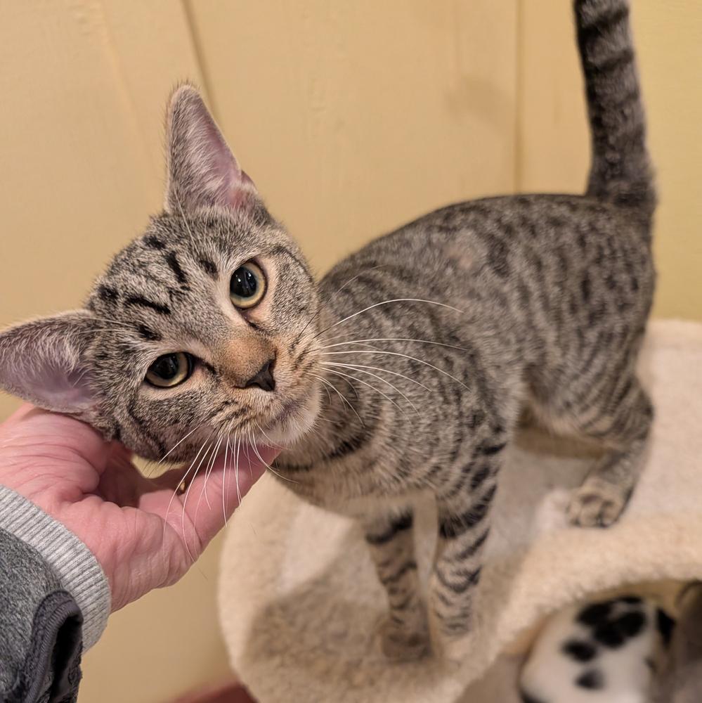 Elaine, a Adoptable Domestic Short Hair in Accident, MD image 2/2