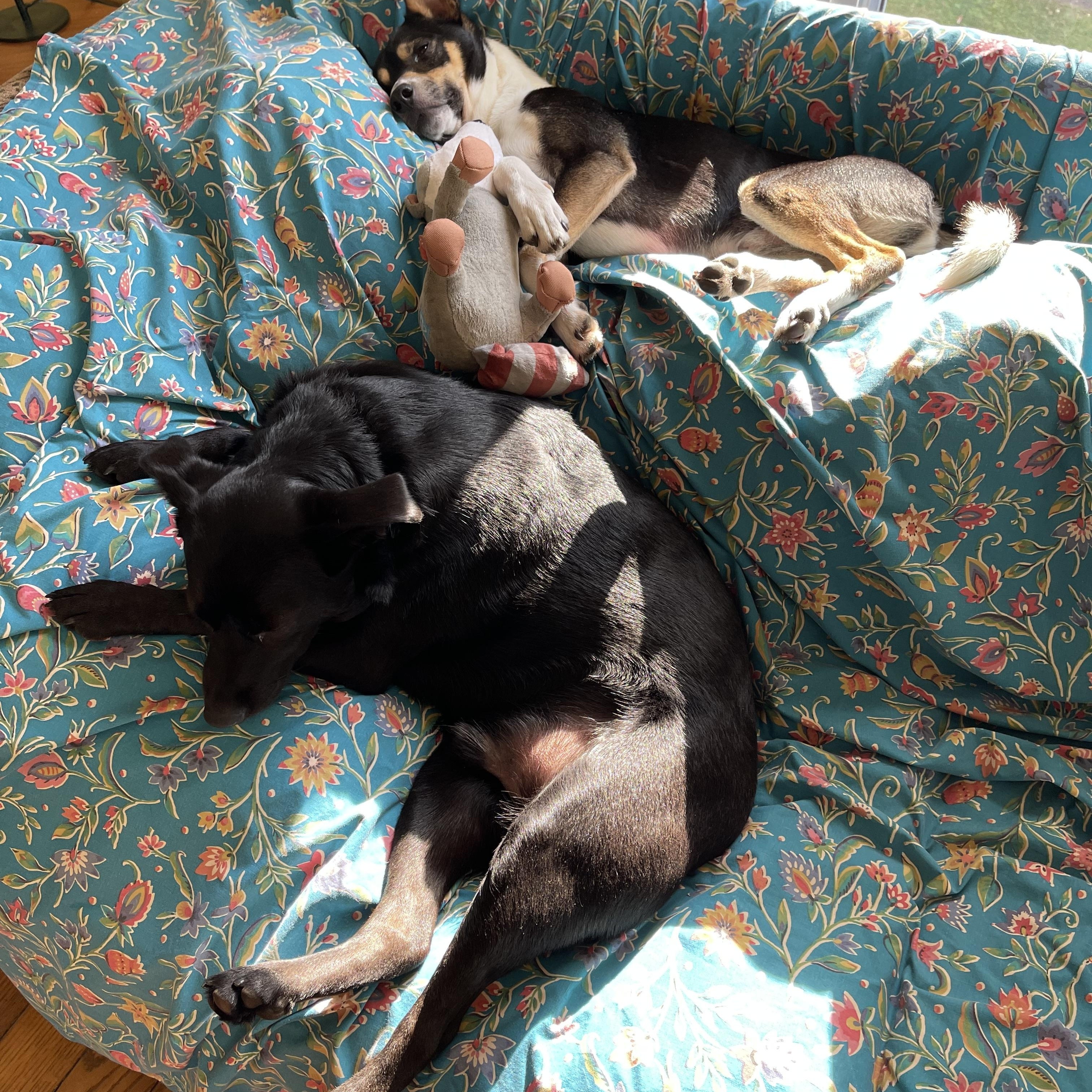 Bo, a Adoptable mixed breed in Junction City, KY image 2/6