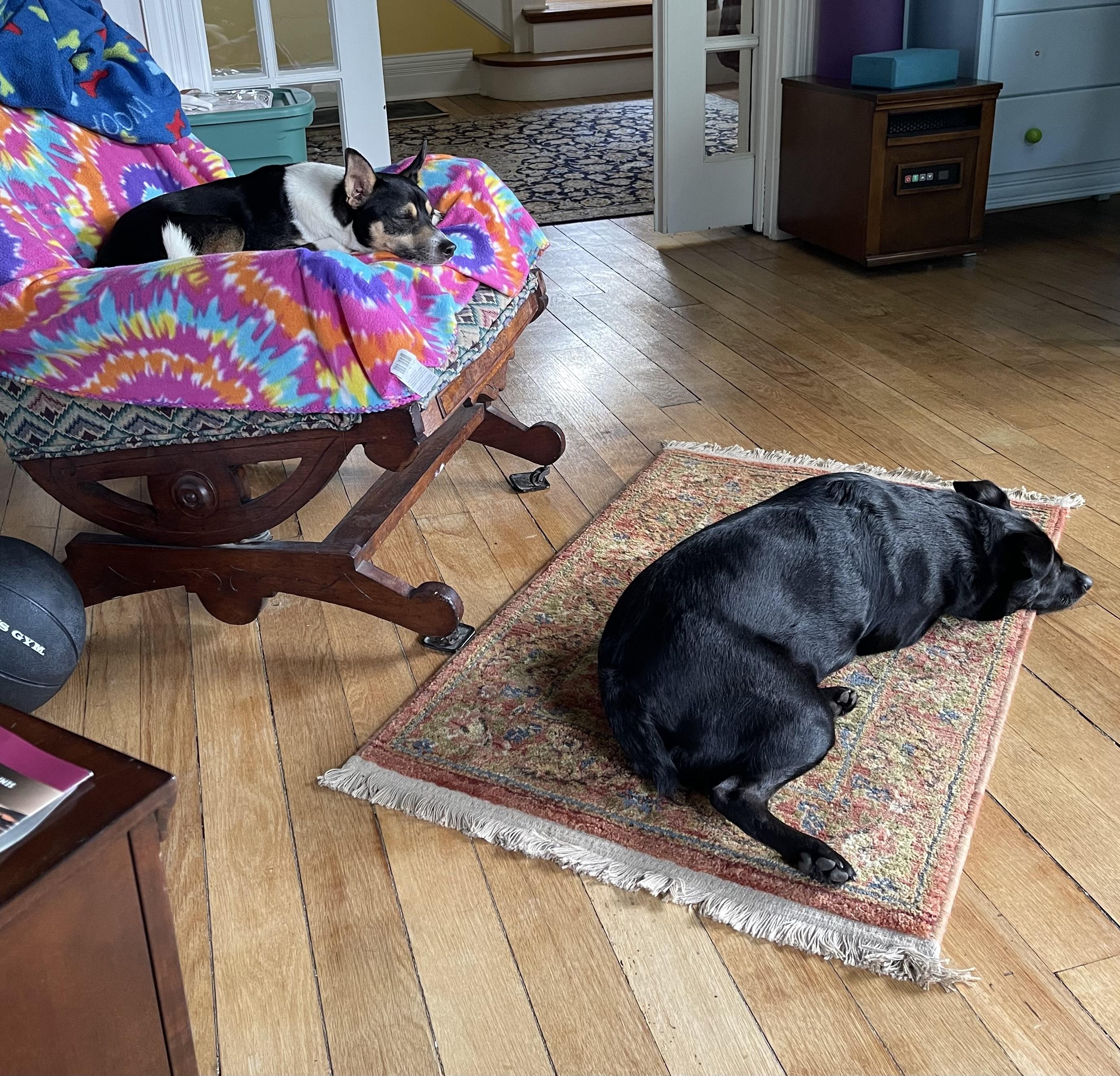 Bo, a Adoptable mixed breed in Junction City, KY image 6/6