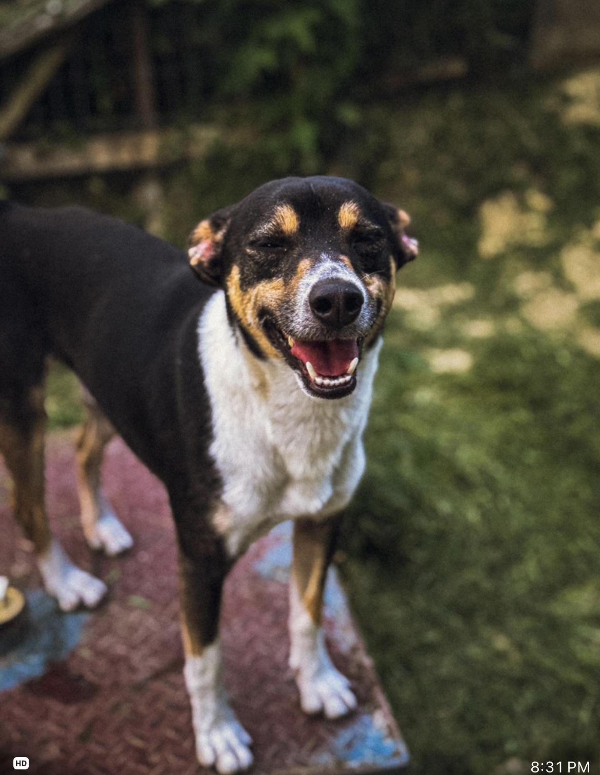 Bo, a Adoptable mixed breed in Junction City, KY image 3/6