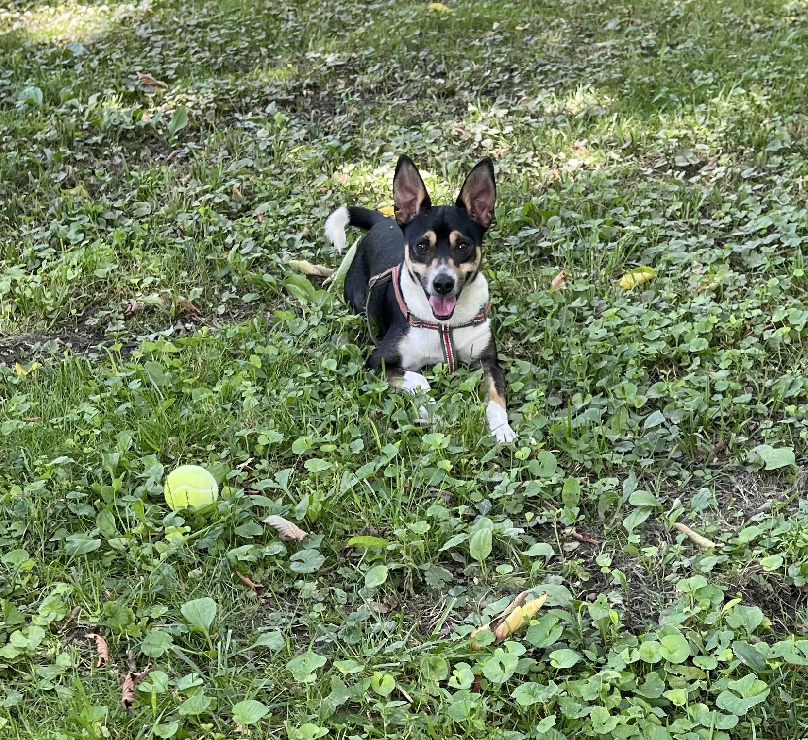 Bo, a Adoptable mixed breed in Junction City, KY image 5/6