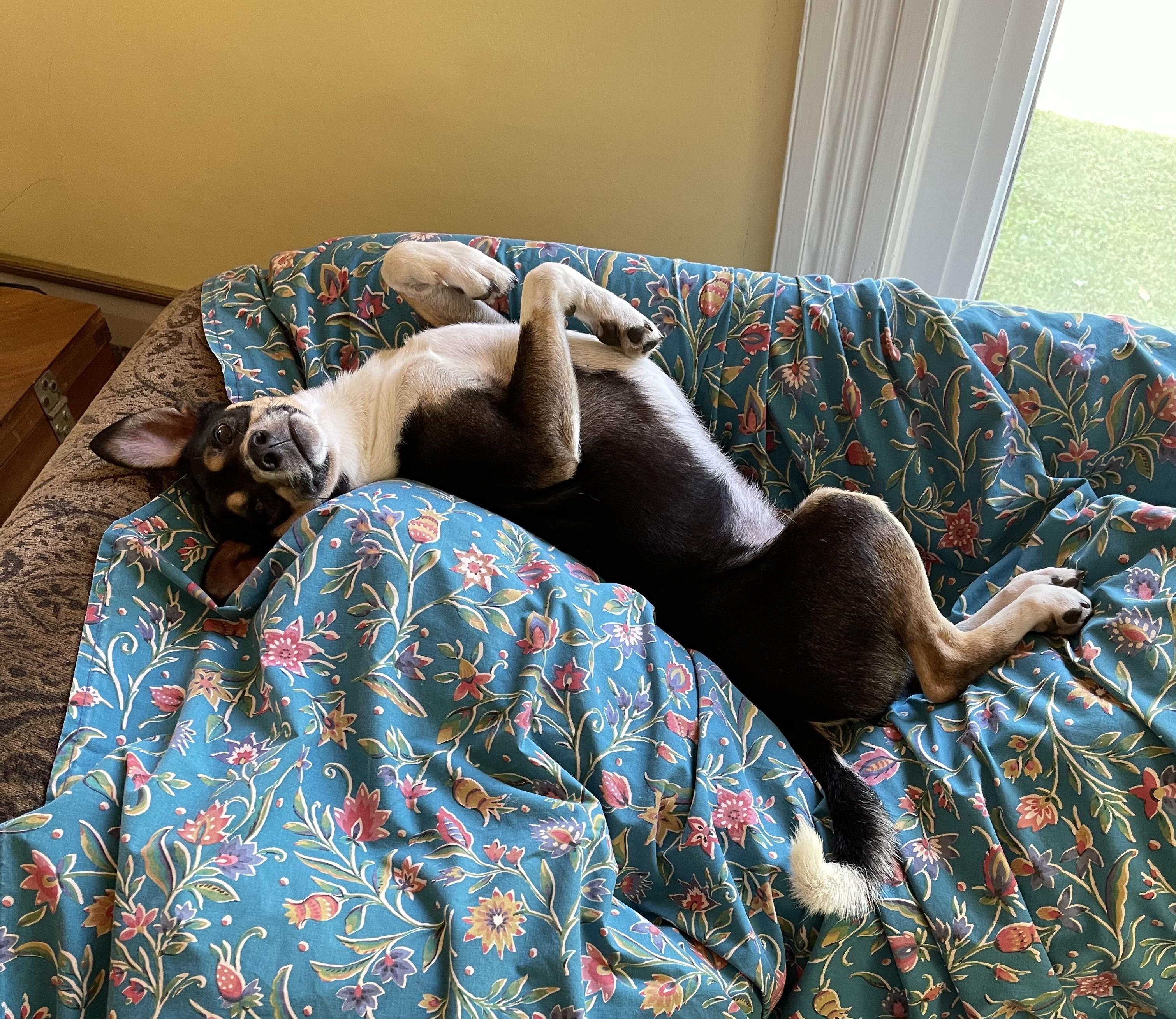 Bo, Adoptable, Adult Male Jack Russell Terrier.